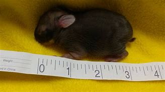Image result for Cottontail Rabbit Babies