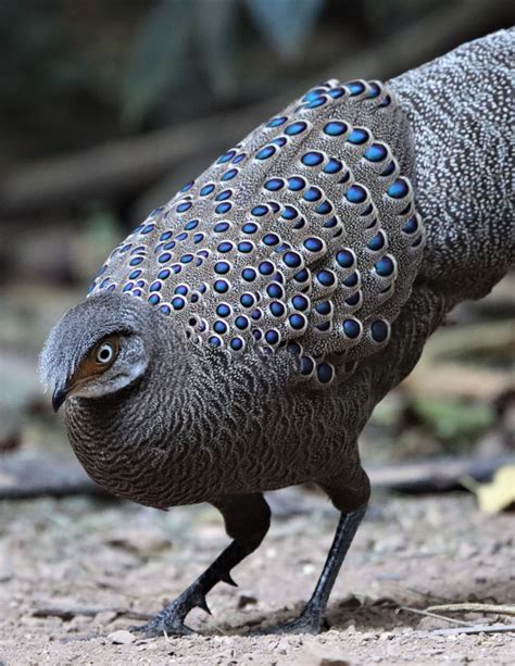 Gray Peacock-pheasant (Polyplectron bicalcaratum) — Coke Smith Wildlife