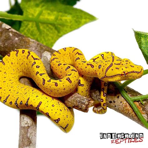 Image result for Manokwari Green Tree Python