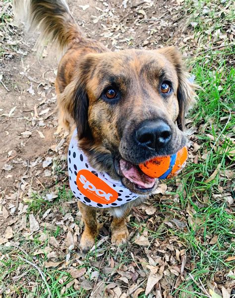 The Cost of Dog Hip Dysplasia Surgery in 2025 | Spot Pet Insurance