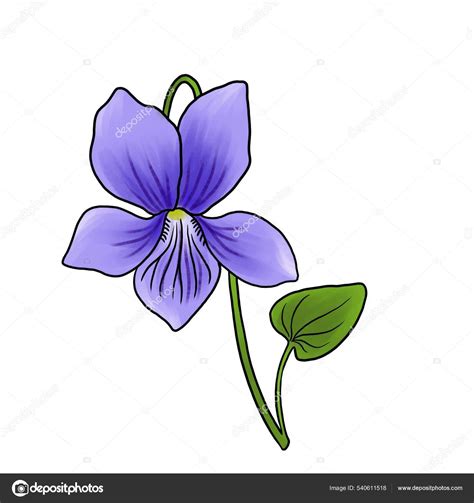 Viola Plant Drawing