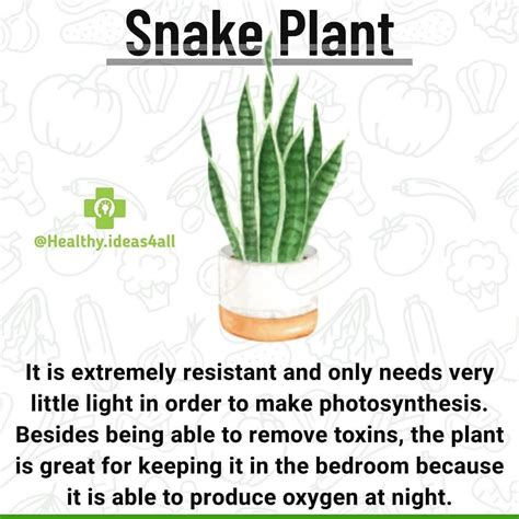 Snake Plant Benefits: Clean Air and Easy Care