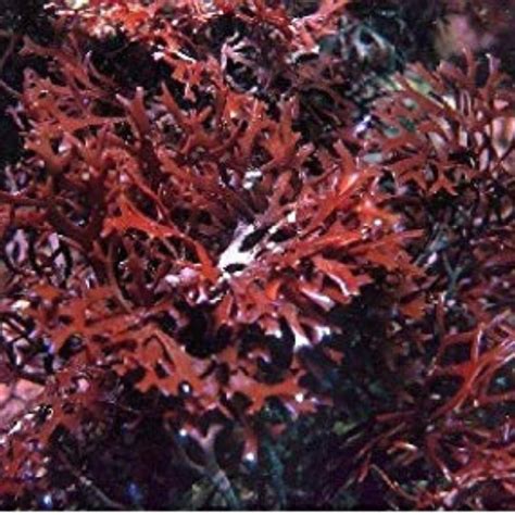 Purple Irish Sea Moss, BULK Chondrus Crispus Ireland Seamoss | Whole ...