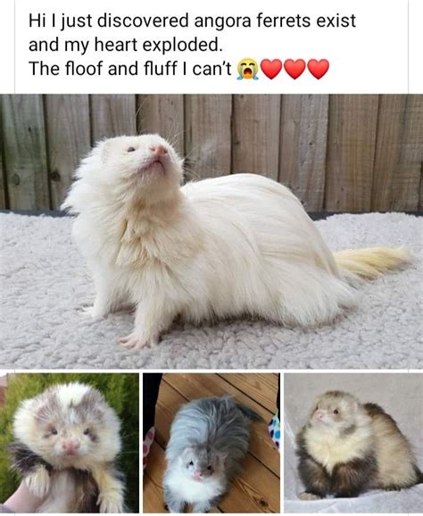 Ferret vs Python 的图像结果