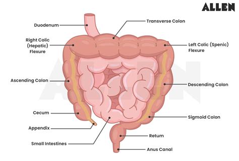 Terminal Ileum Anatomy Lower GI Anatomy At Bowling Green Technical