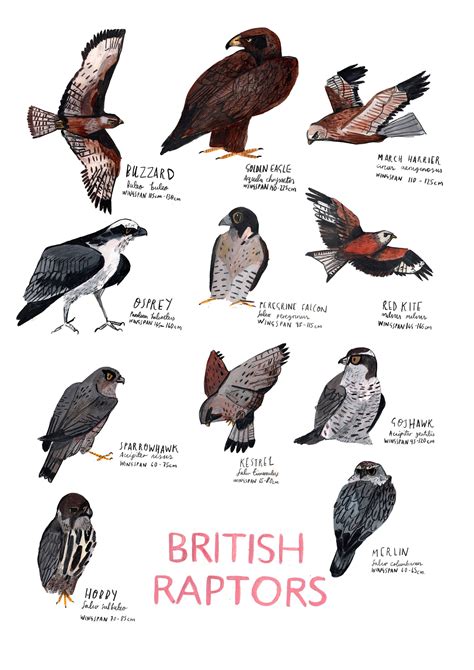 A3 British Raptors Poster - Etsy UK | British birds identification, British birds of prey, Raptors