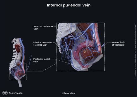 Internal pudendal vein (female) | Anatomy.app