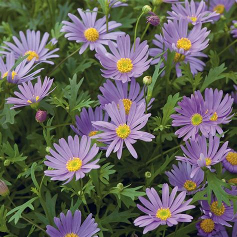 How to Grow Brachycome Flowers from Seeds: A Complete Guide – M-Tech ...