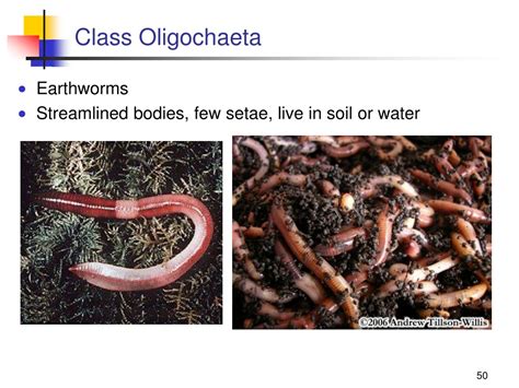 Oligochaete Worm Labeled Setae
