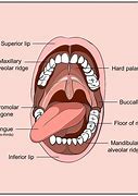 oral cavity 的图像结果