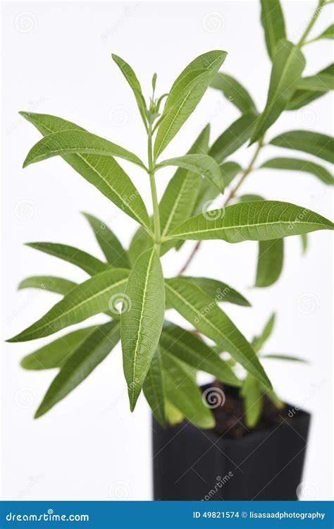 Lemon Verbena Plant Fresh Leaves Stock Photo - Image of lemon ...