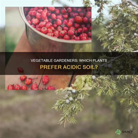 Vegetable Gardeners: Which Plants Prefer Acidic Soil? | ShunCy