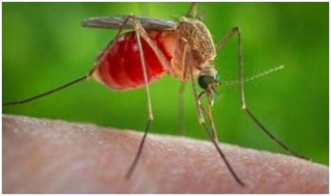 Assam: Japanese Encephalitis Takes 49 Lives; Leaves of Doctors ...
