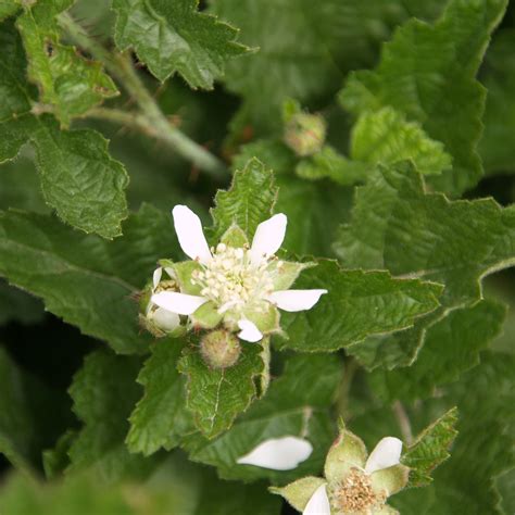 Rubus ursinus (Pacific Blackberry)