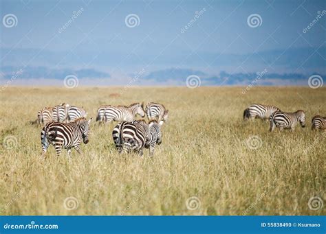 Zebra in migration stock photo. Image of white, nature - 55838490