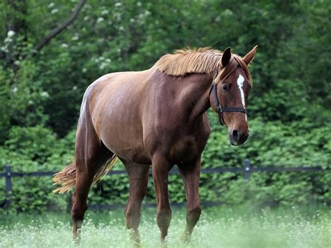 Black or Liver Chestnut Horses - The Equinest