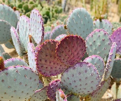 Purple Prickly Pear Cactus Flower