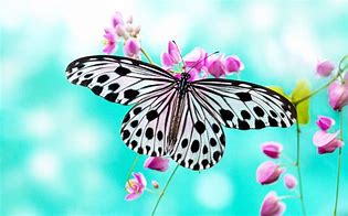 Image result for Spring Animals Butterfly