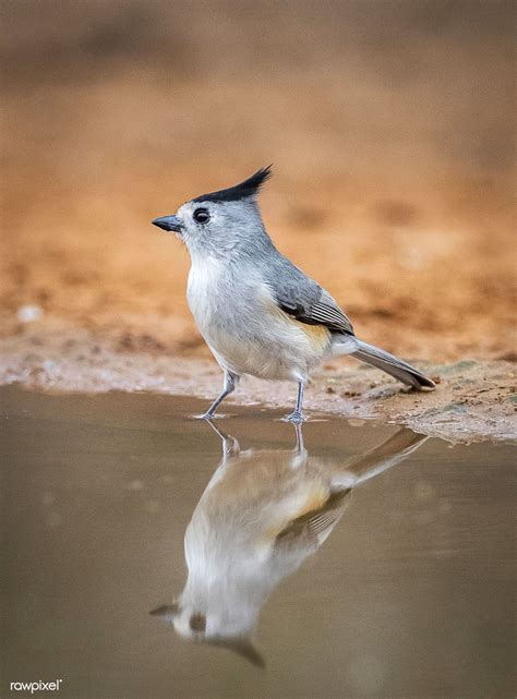 Texas Native Birds: A Guide To Common Species