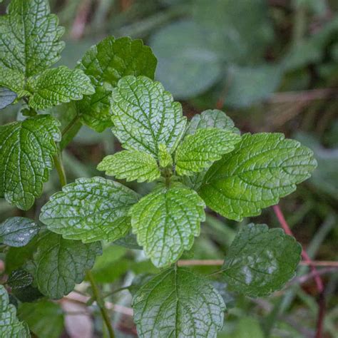 Cooking with Lemon Balm (Melissa officinalis) - FORAGER | CHEF