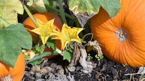 Pumpkin Plant Only Male Flowers | Best Flower Site