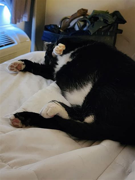 The Spanish Gentleman : r/TuxedoCats