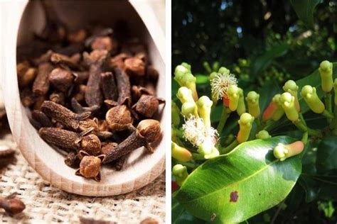 ഗ്രാമ്പൂ കൃഷി രീതികൾ