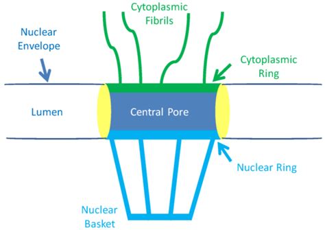 Mechanisms of Nuclear Export in Cancer and Resistance to Chemotherapy