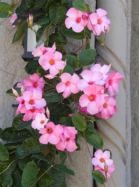 Climbing Plants With Flowers
