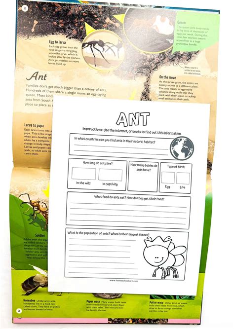Free Ant Life Cycle Worksheets