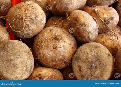 Jicama Yam Bean Mexican Food Vegetable Stock Image - Image of isolated ...
