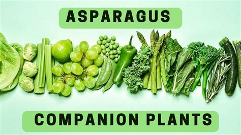 Asparagus Companion Planting Chart at Everett Reynolds blog
