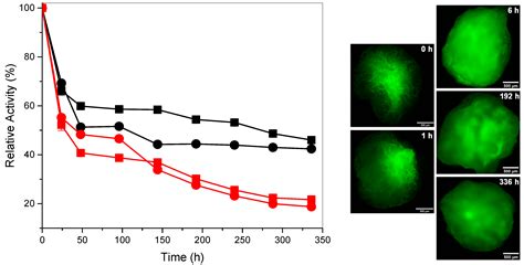 Biodegradation of Crystalline Cellulose Nanofibers by Means of Enzyme ...