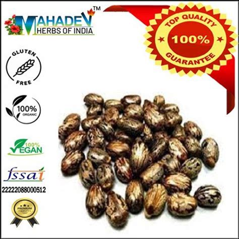 mahadev herbs of india Castor Seed - Ricinus Communis - Arandi Ke Beej ...