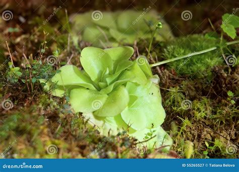 Carnivorous Plant Butterworts Pinguicula Stock Image - Image of ...