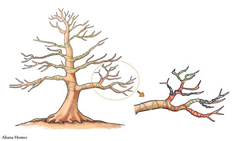 How to Wire and Shape a Bonsai: A Complete Beginners Guide – Abana Homes