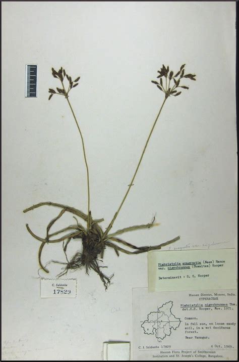 Herbarium JCB