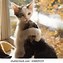 Image result for Cute Cats Hugging