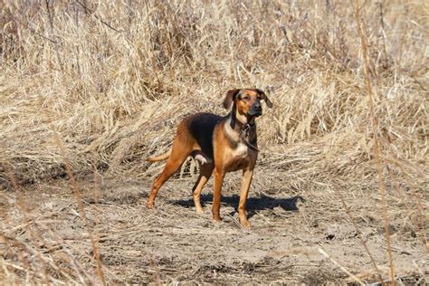 Sporting Dogs 的图像结果