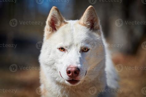 Siberian Husky dog portrait with brown eyes and white coat color, cute ...