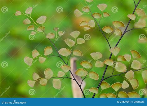 Fern Plants Cover the Ground of Natural Forest Stock Image - Image of ...
