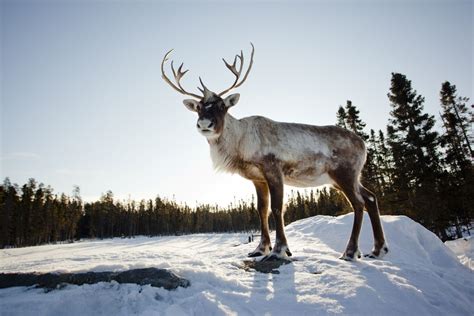 Wildlife In Quebec
