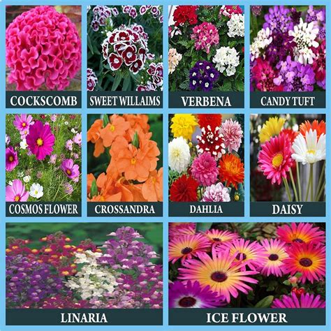 Rosemary 10 Varieties of Flower Seeds Mini Combo Pack : Amazon.in ...