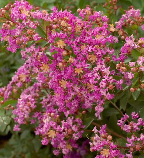 Small Perennial Flowering Shrubs
