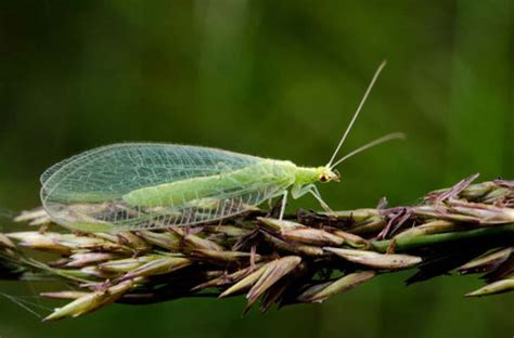 11 Plants Friendly Insects & Bugs for Your Garden – TrustBasket
