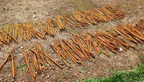 https://global-geography.org/attach/Geography/Asia/Indonesia/Pictures/Sumatra/Drying_Cinnamon_Bark/Indonesien_343.jpg