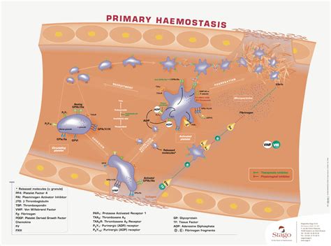 What Are The Four Steps Of Hemostasis at Bernice Astle blog