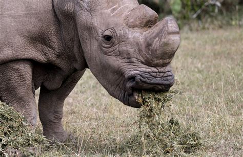 Northern white rhinos face extinction as last remaining male approaches his final years | IBTimes UK