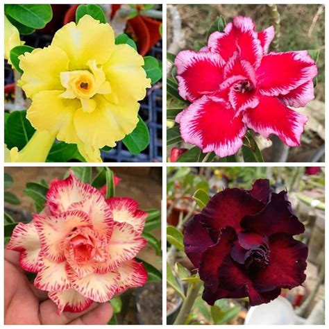 Pb Plant Nursery Adenium Plant - Hybrid Adenium Flower Plant Combo Pack ...