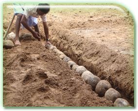 Horticulture :: Plantation Crops :: Coconut-Nursery management